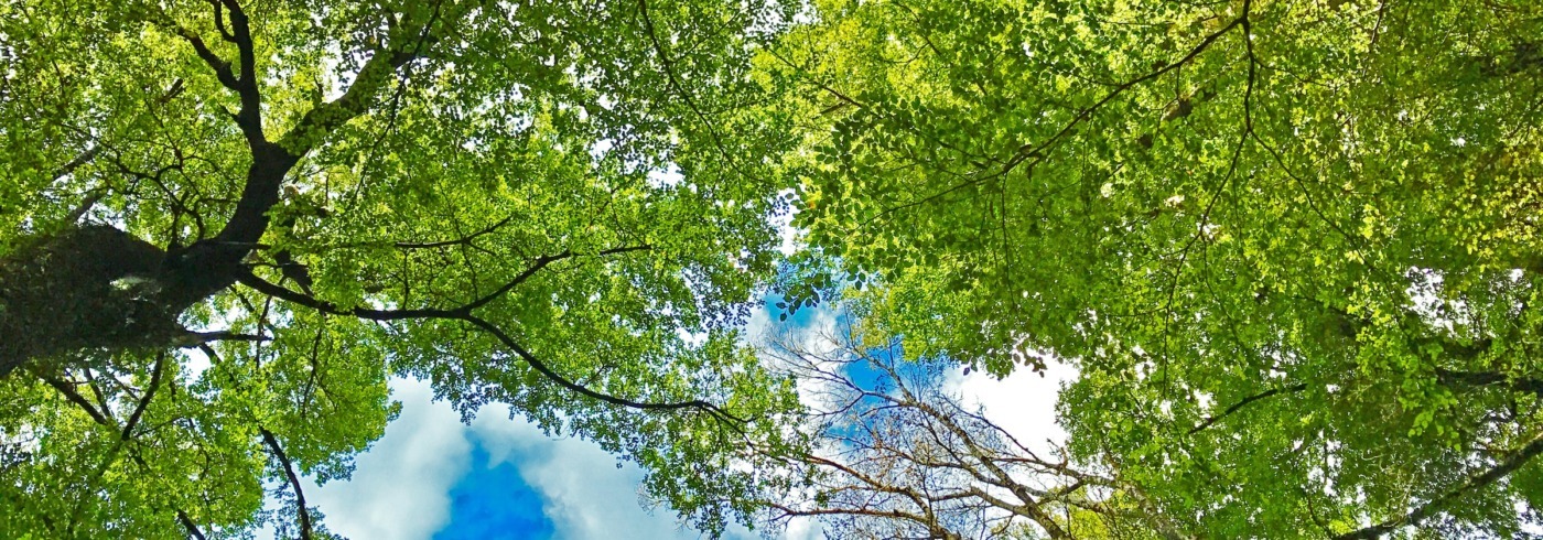 green trees and a blue sky- a journey towards a greener future