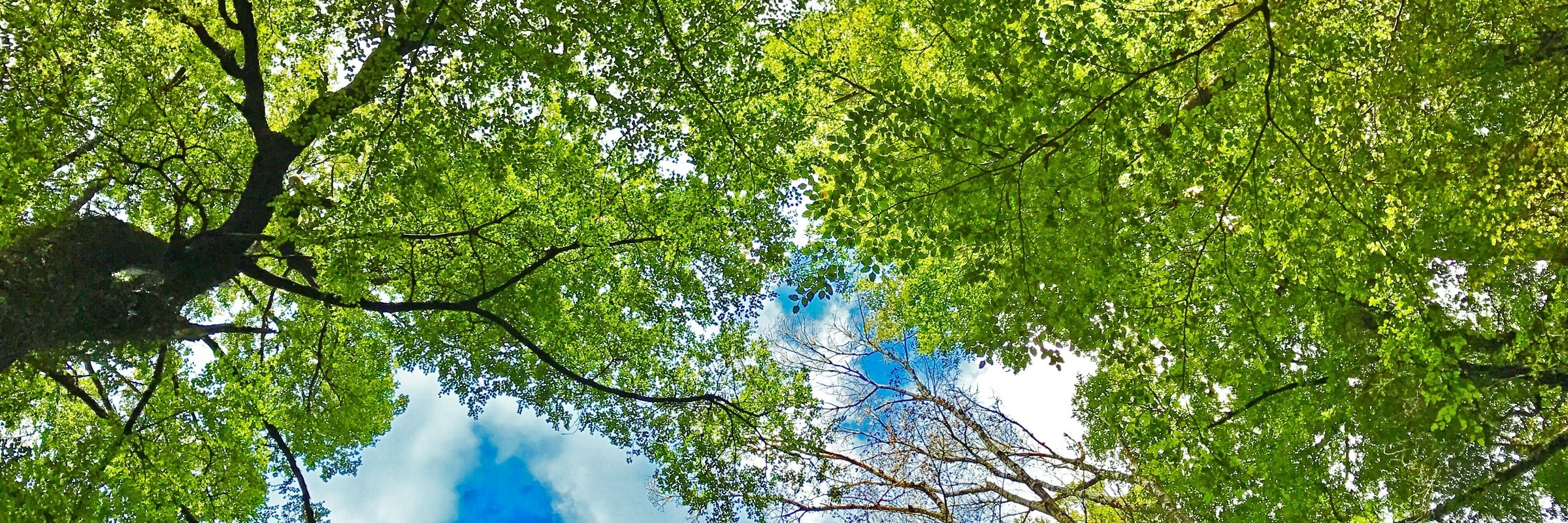 green trees and a blue sky- a journey towards a greener future